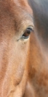 Detail from photograph of a horse's eye